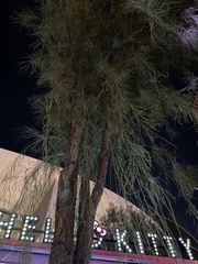 Magnoliopsida