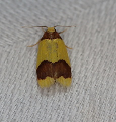 Heterallactis microchrysa