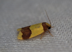 Heterallactis microchrysa