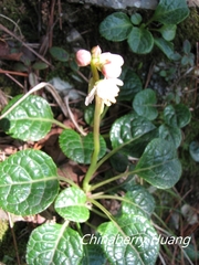 Pyrola morrisonensis
