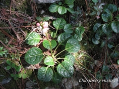 Pyrola morrisonensis
