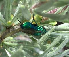 Chrysura