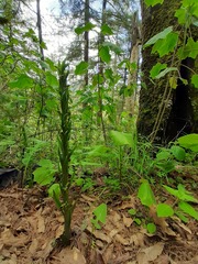 Platanthera brevifolia