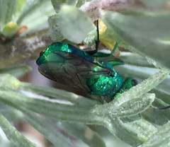 Chrysura