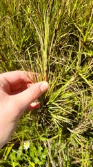 Dracophyllum longifolium