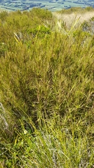 Dracophyllum longifolium