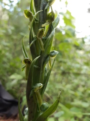 Platanthera brevifolia