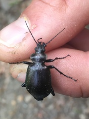 Calosoma inquisitor