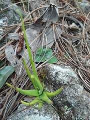 Pinguicula heterophylla