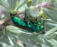 Chrysura