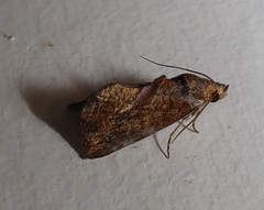 Hypocala deflorata