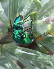 Chrysura