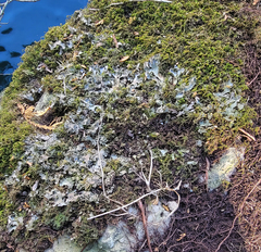 Peltigera ponojensis