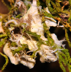 Peltigera ponojensis