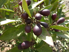 Acokanthera oblongifolia