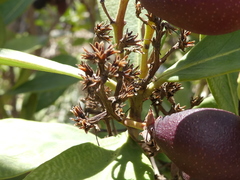 Acokanthera oblongifolia