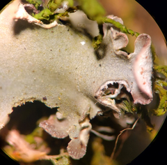 Peltigera ponojensis