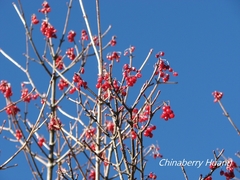 Viburnum betulifolium