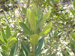Acokanthera oblongifolia