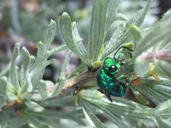 Chrysura