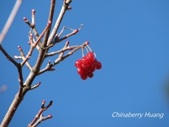 Viburnum betulifolium