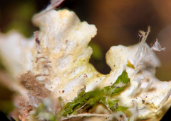 Peltigera ponojensis