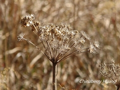 Angelica morrisonicola