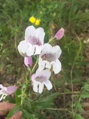 Penstemon cobaea