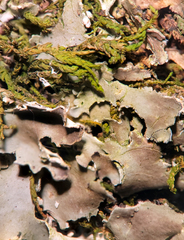 Peltigera ponojensis