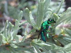 Chrysura