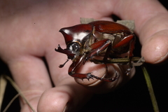 Xylotrupes gideon gideon