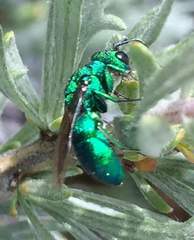 Chrysura
