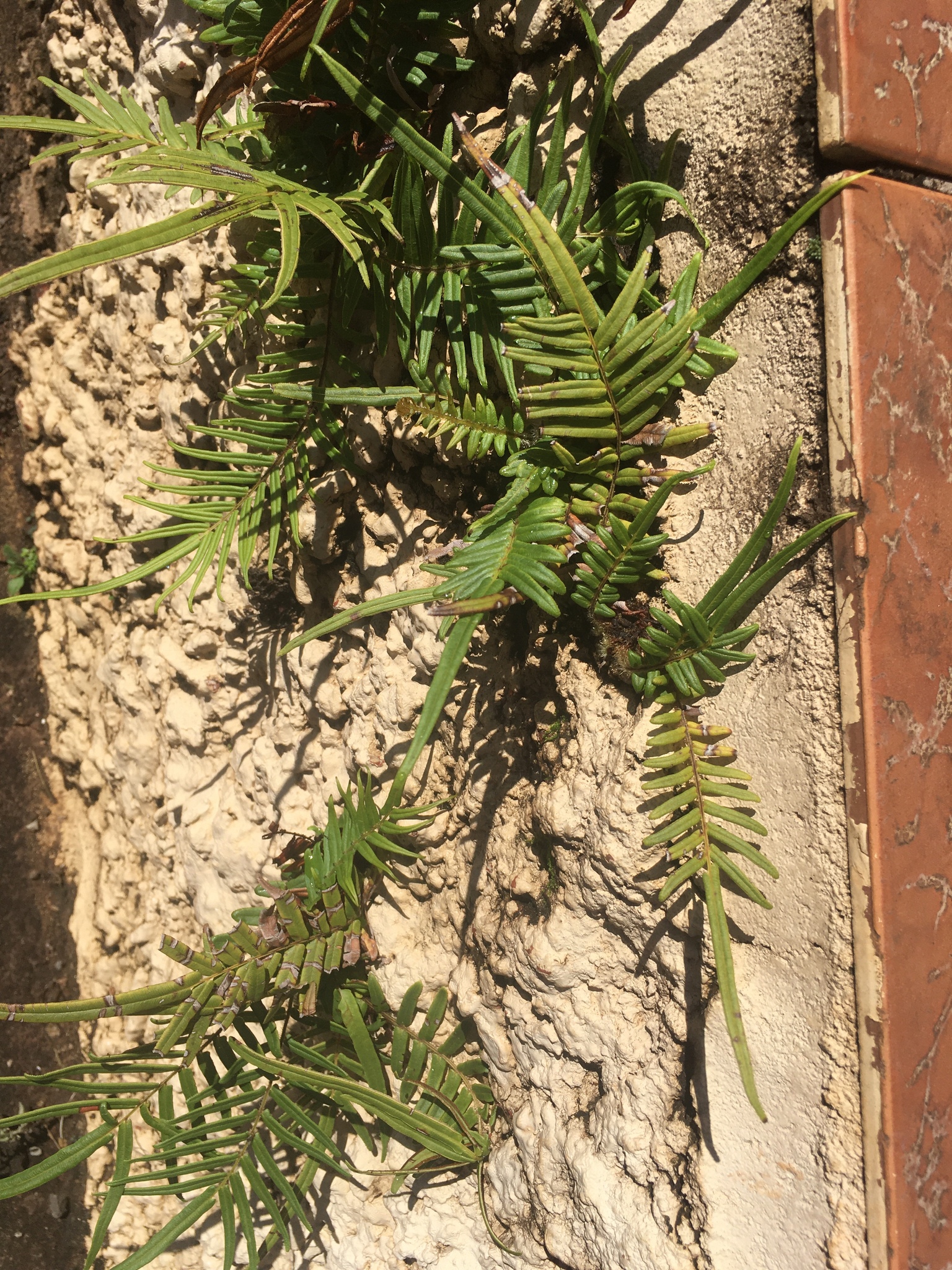 Pteris vittata