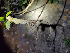 Calotes versicolor