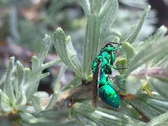 Chrysura