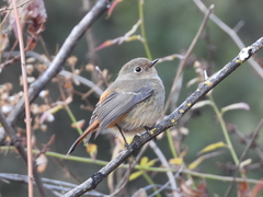 Phoenicurus frontalis