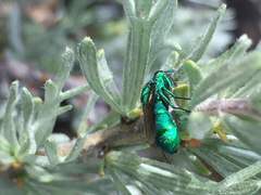 Chrysura