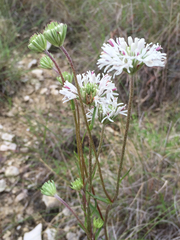 Marshallia caespitosa