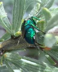 Chrysura