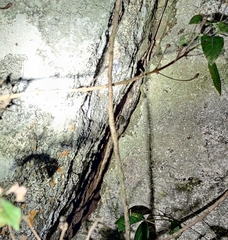 Psammophilus dorsalis