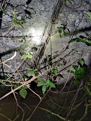 Psammophilus dorsalis