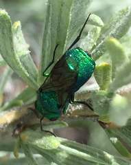 Chrysura