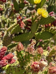 Opuntia puberula
