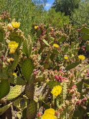 Opuntia puberula
