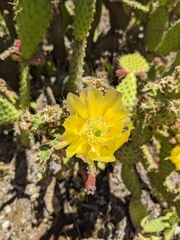 Opuntia puberula