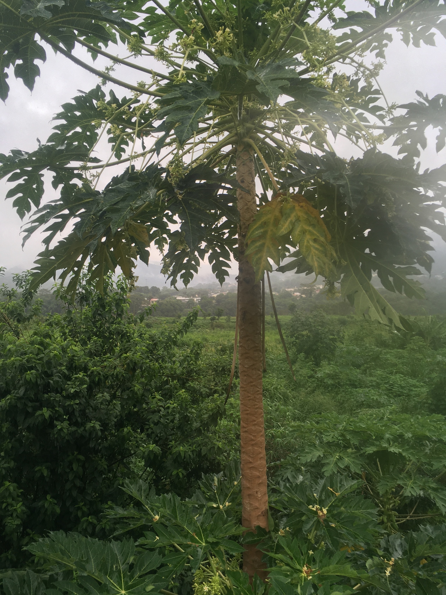 Carica papaya