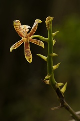 Phalaenopsis mannii