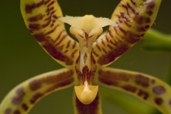 Phalaenopsis mannii