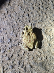 Duttaphrynus melanostictus