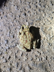 Duttaphrynus melanostictus